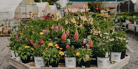 Perennials Pollinators Love! 🐝🌸