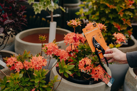 Pruning Tips for Rhododendrons, Lilacs & Azaleas