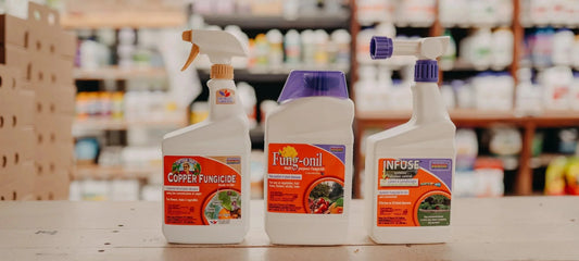 Keep Your Garden Glowing: How to Spot & Stop Common Plant Ailments