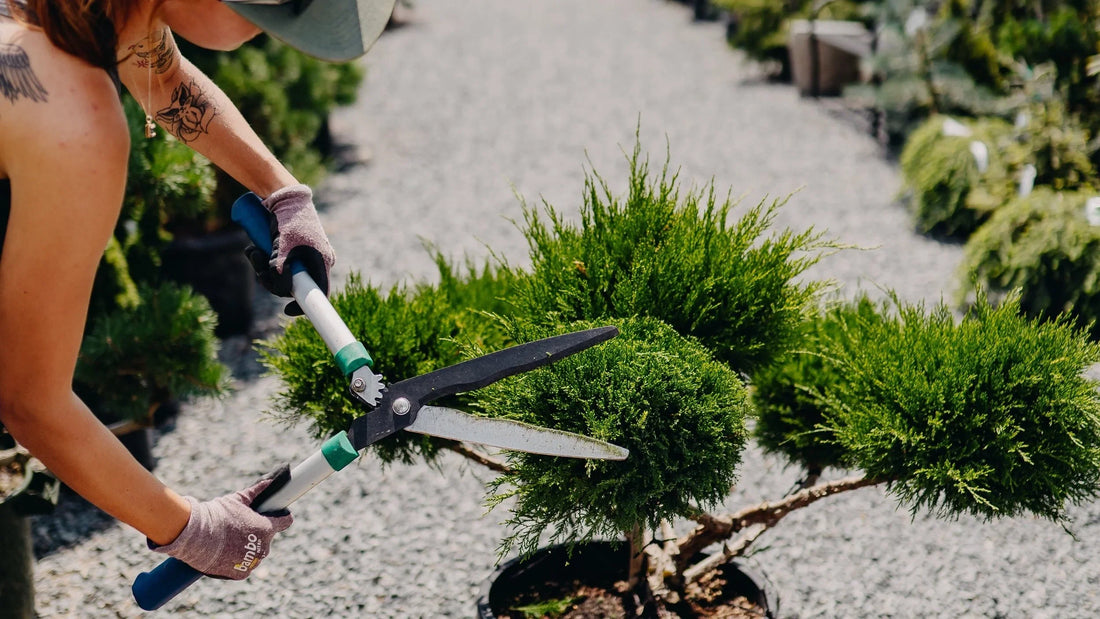 How to Trim Your Evergreens