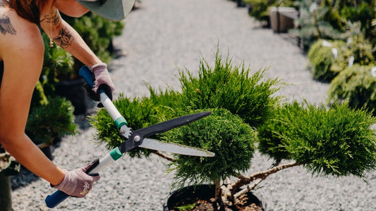 How to Trim Your Evergreens
