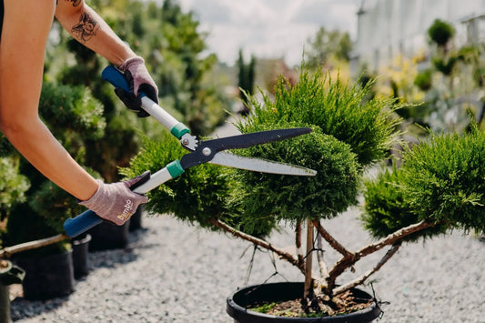 How (and When!) to Prune Your Evergreens