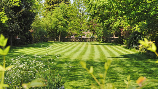 Lawn Overseeding: Plant Now for a Lush Spring Lawn