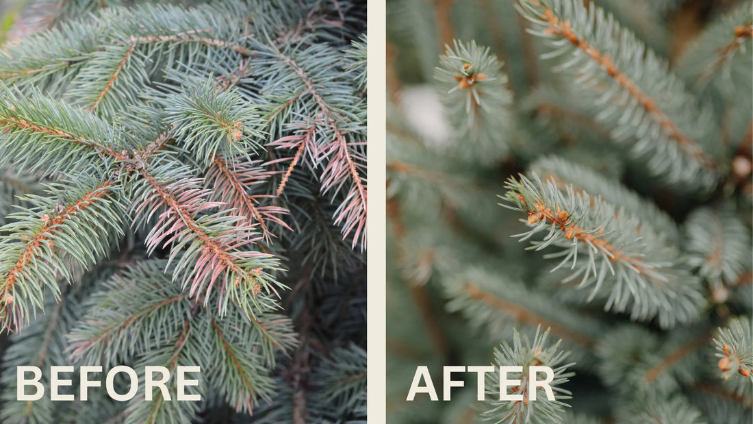 Preventing Winter Burn on your Evergreens