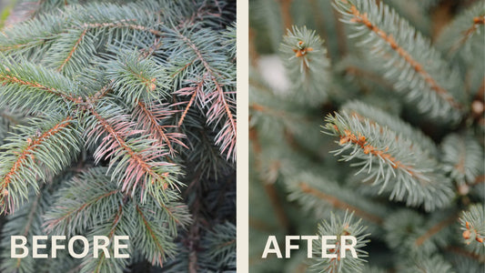 Preventing Winter Burn on your Evergreens