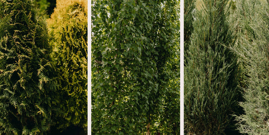 Planting for Privacy: The Best Trees for a Natural Screen