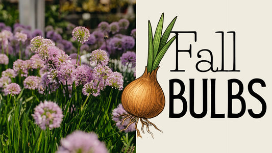 Plant Now, Bloom Later: Fall Bulb Planting Made Easy