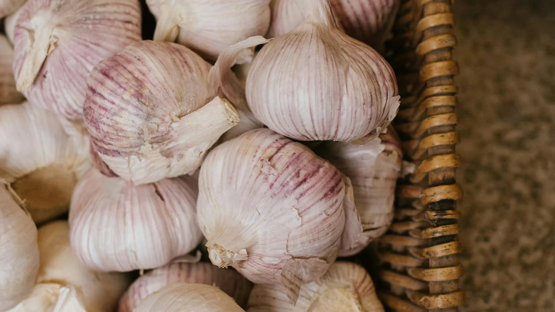 It’s Garlic Planting Time!