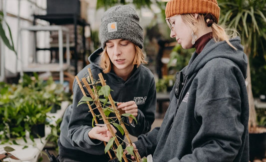 Moving Your Houseplants Indoors