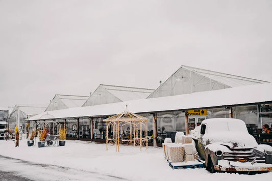 The Essential Guide to Winter Tree Trimming