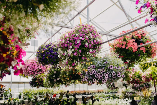 Life of a Hanging Basket