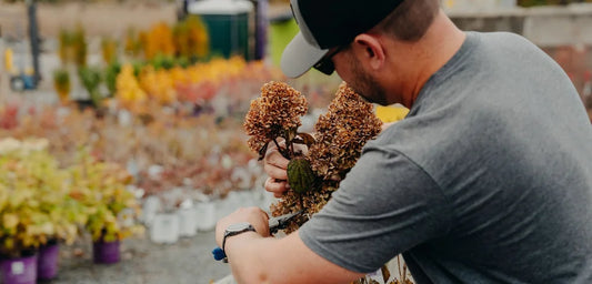 You Asked, We Answer: Fall Hydrangea Pruning