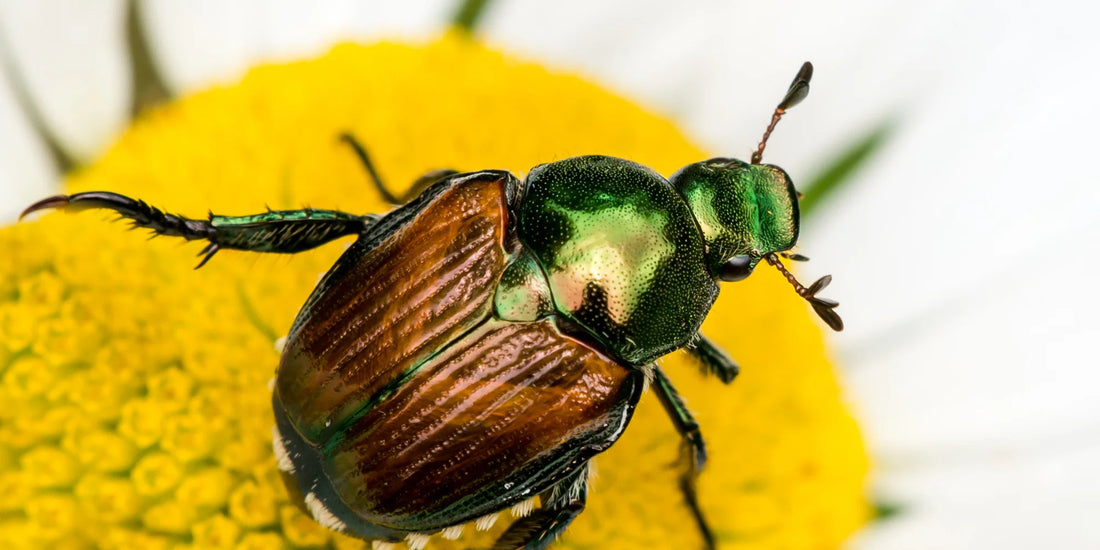 The Year of the Japanese Beetle…
