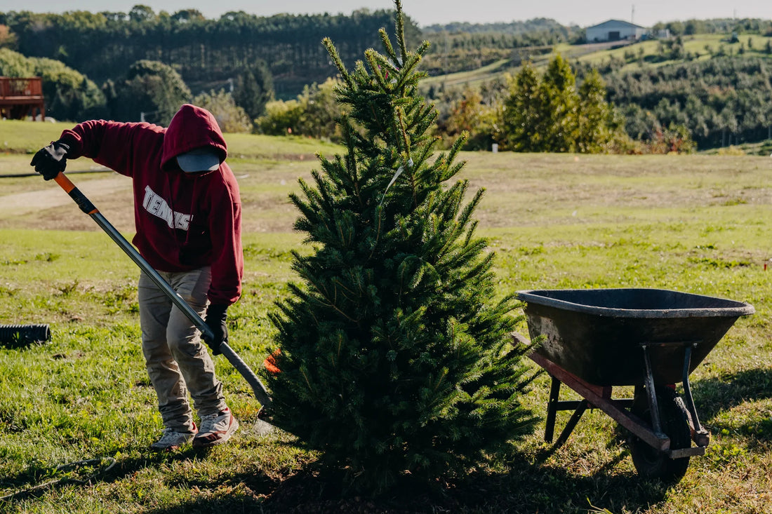 DIY Landscape Design