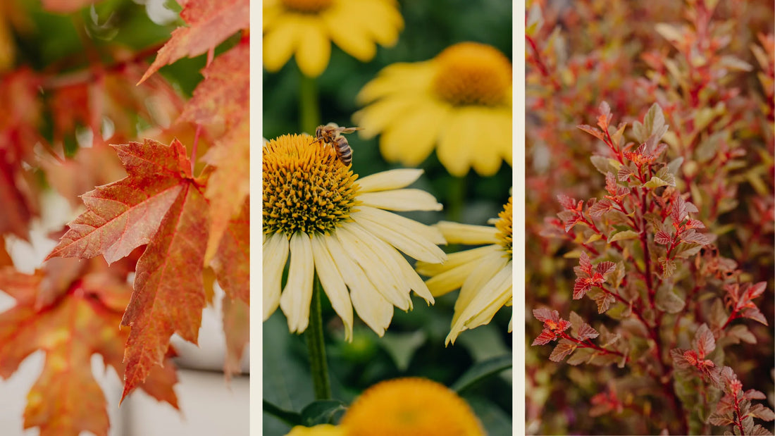 Planting for Fall Color: Why Fall is the Perfect Time to Plant