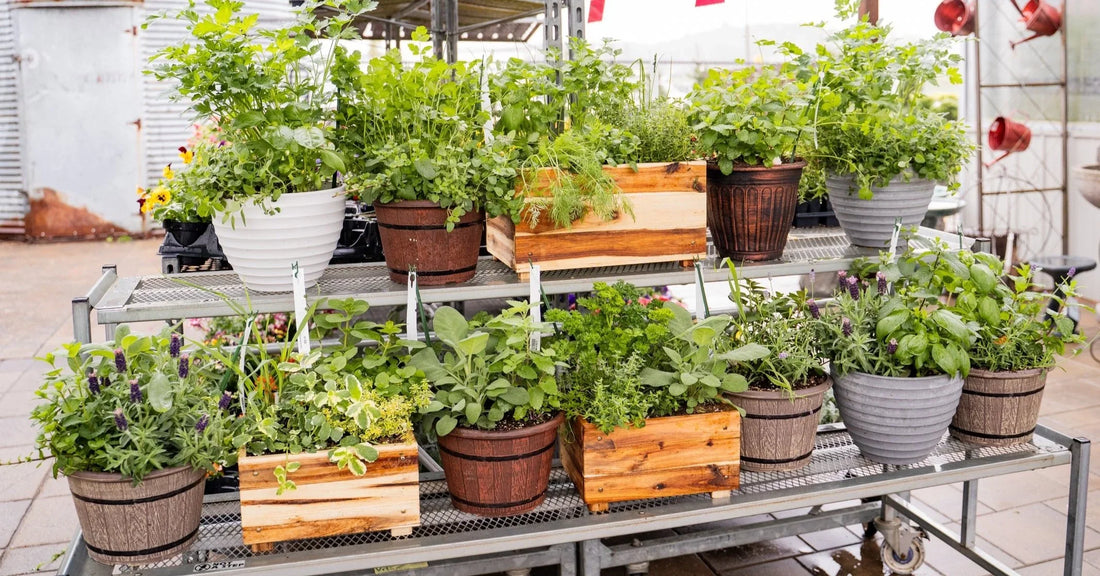 Grow Your Own Flavor: Outdoor Herbs for Your Kitchen Garden