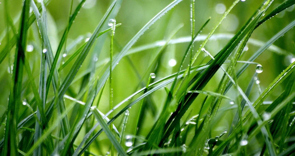 Revitalize Your Lawn