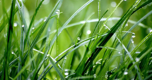 Revitalize Your Lawn